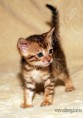 /album/litter-a-studio-photos-at-4-weeks-old/adele-www-esbbengalcat-2-jpg1/